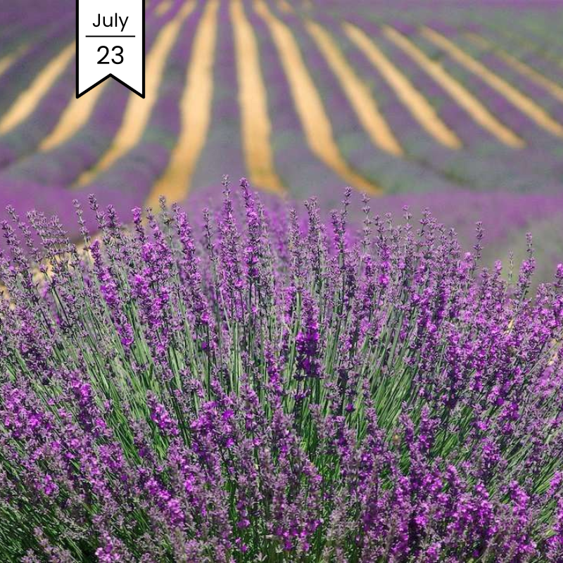 Vine & Dine: Passport to the French Countryside