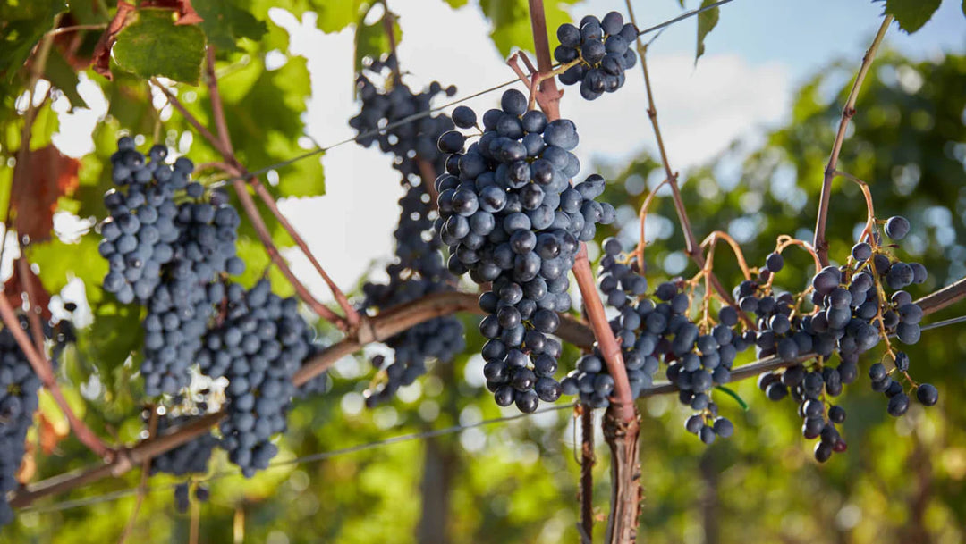 Where Great Chianti Begins in Castelnuovo Berardenga