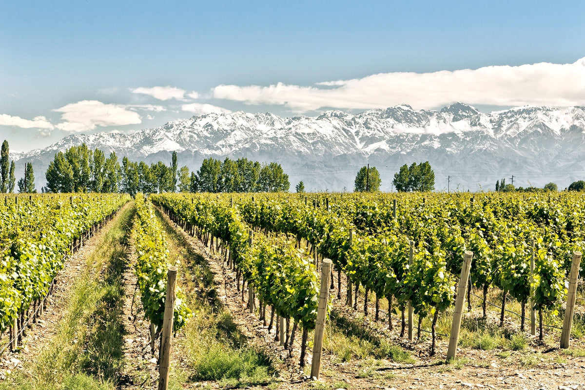 Jean-Yves Bretaudeau; Muscadet for the Heart – Gordon's Fine Wine