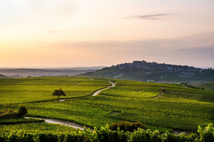 2025 Laetitia Ducroux Sancerre — A New Name Worth Knowing