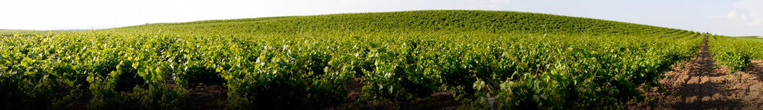 Verdejo from Vines Planted in 1880