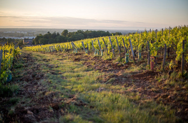 Real wine, real people, real Burgundy — before the Premier Cru buzz arrives