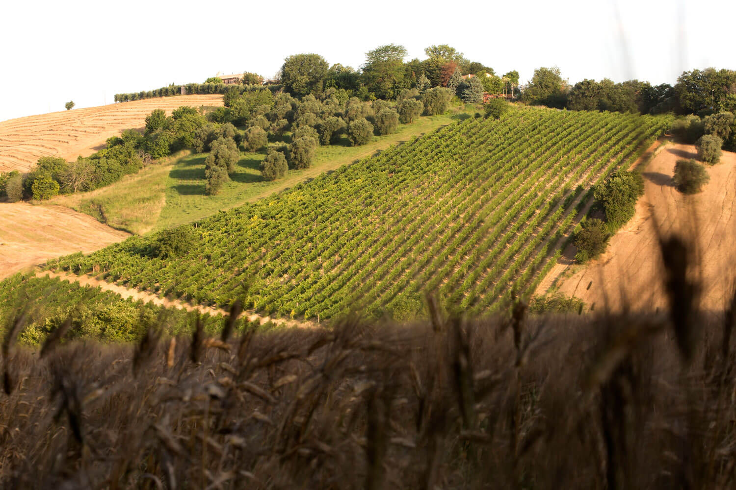 Kermit Lynch Day 5: Clean, Pure Verdicchio by Colleleva