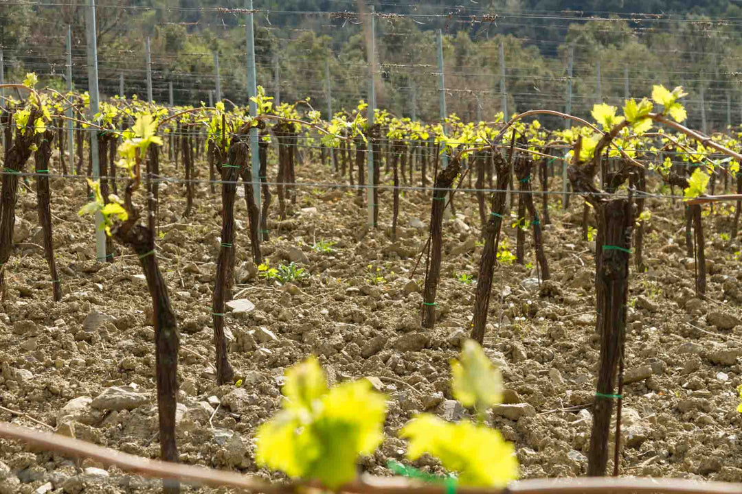 Authentic Chianti Classico, Recommended by Montevertine