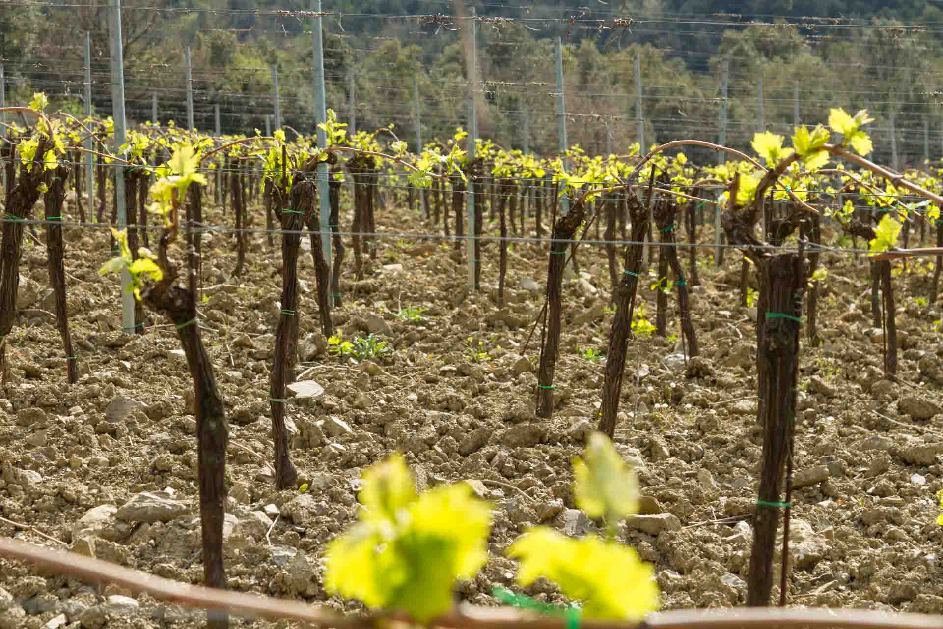 Authentic Chianti Classico, Recommended by Montevertine