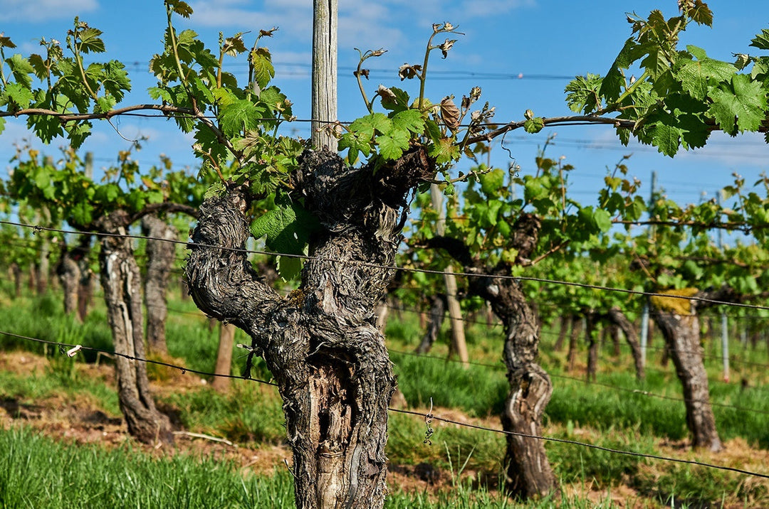 White, German Pinot Noir. Yes Really.