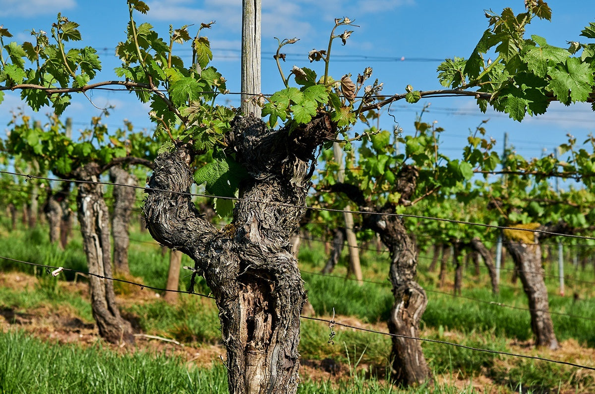 White, German Pinot Noir. Yes Really.