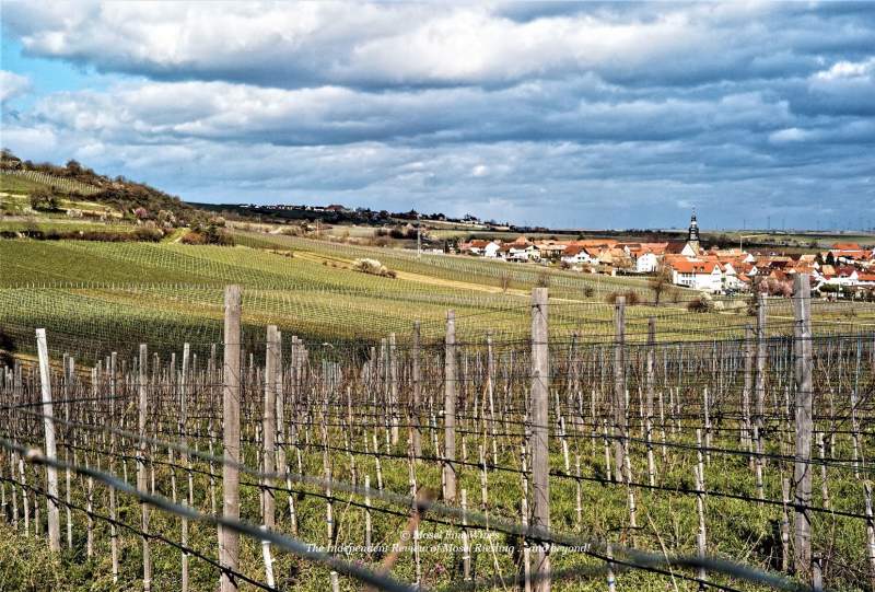 Louis/Dressner Day 3: Pfalz Pinot Noir by Koehler-Ruprecht