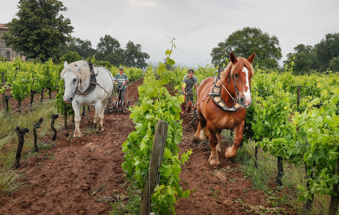 Old School Bordeaux by Le Puy