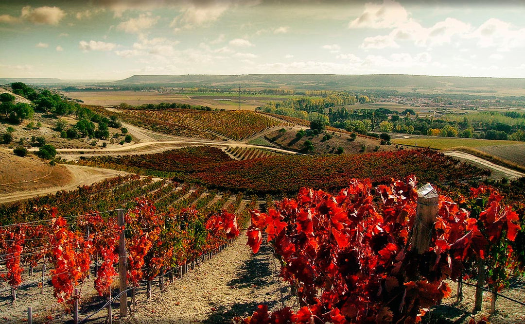 Ribera Quality, Castilla y León Value