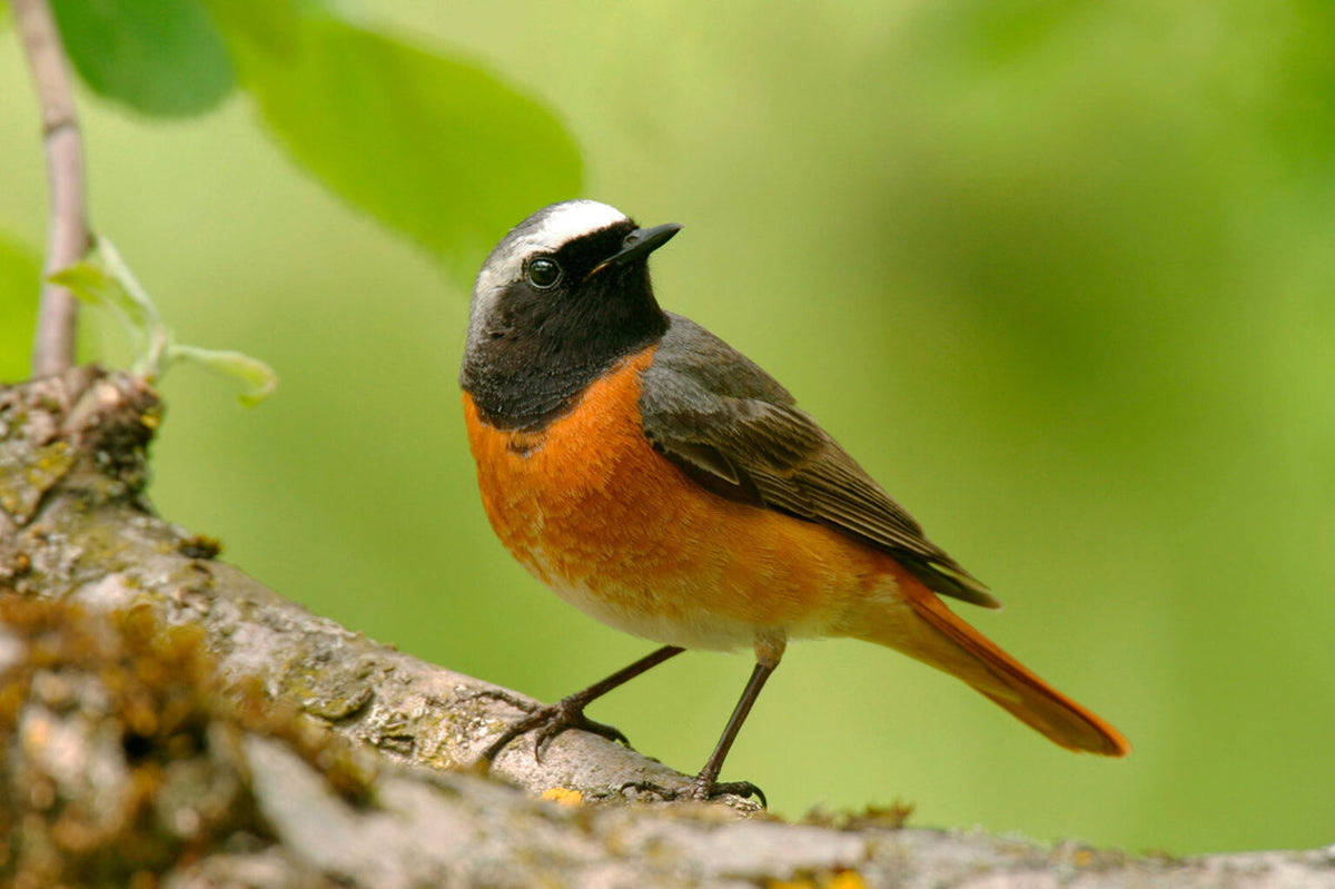Common Redstart (Codirosso) perched on a branch among green leaves