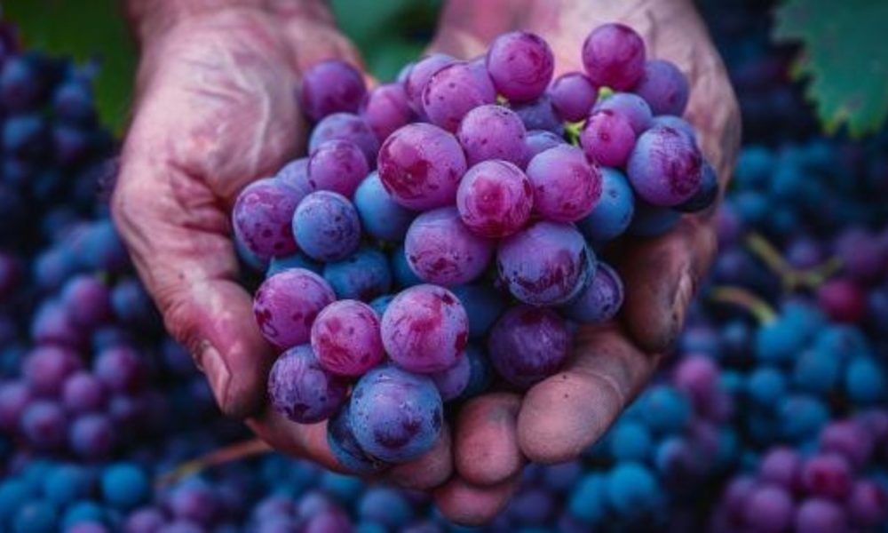 A Forgotten Sicilian Grape, Revived at Regaleali