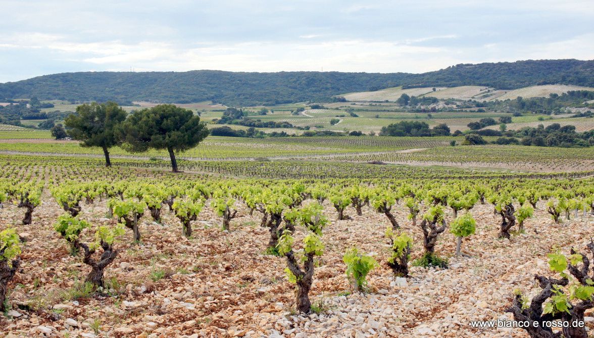 Ideal Wine & Spirits Day 4: Mont Olivet Lirac