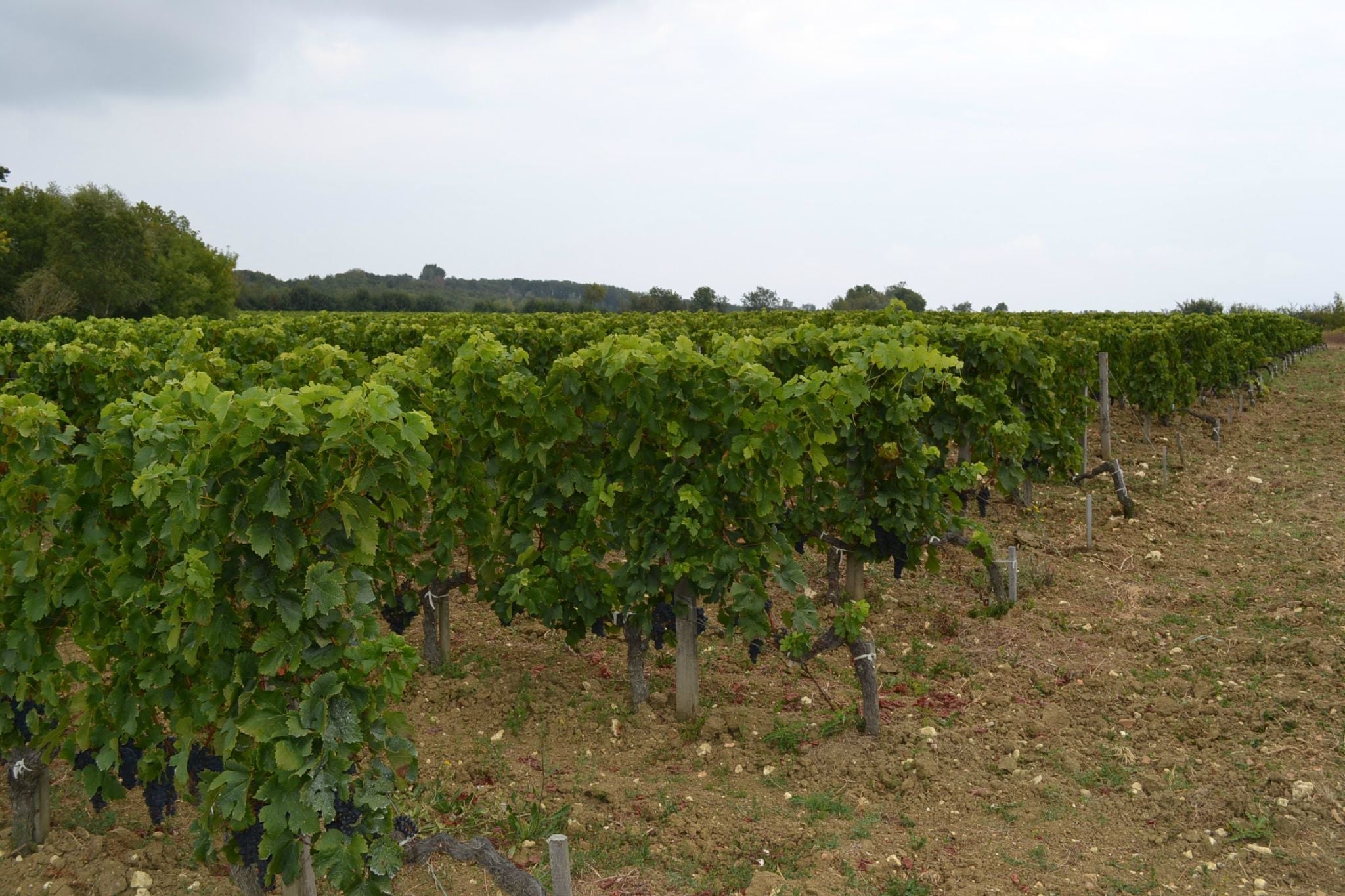 Outstanding value from Bordeaux