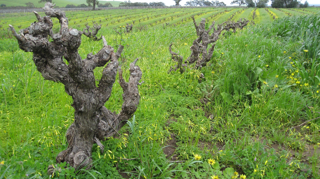 The Chablis Conspiracy: 2023 Savary VV and a Wink from Raveneau?