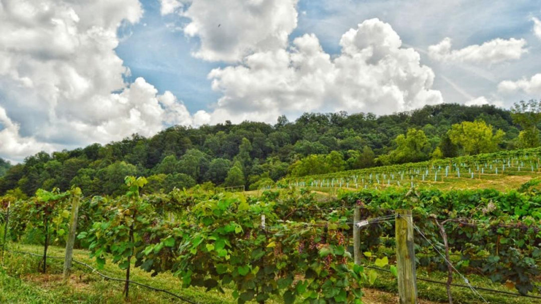 Evening Land Vineyards – Grace, Precision, and Place