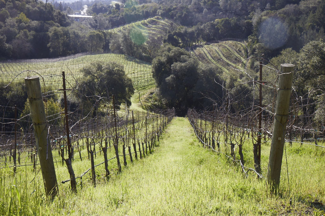 Hedonistic, Delicious, and Ridiculously Drinkable: Marietta OVR Lot 74