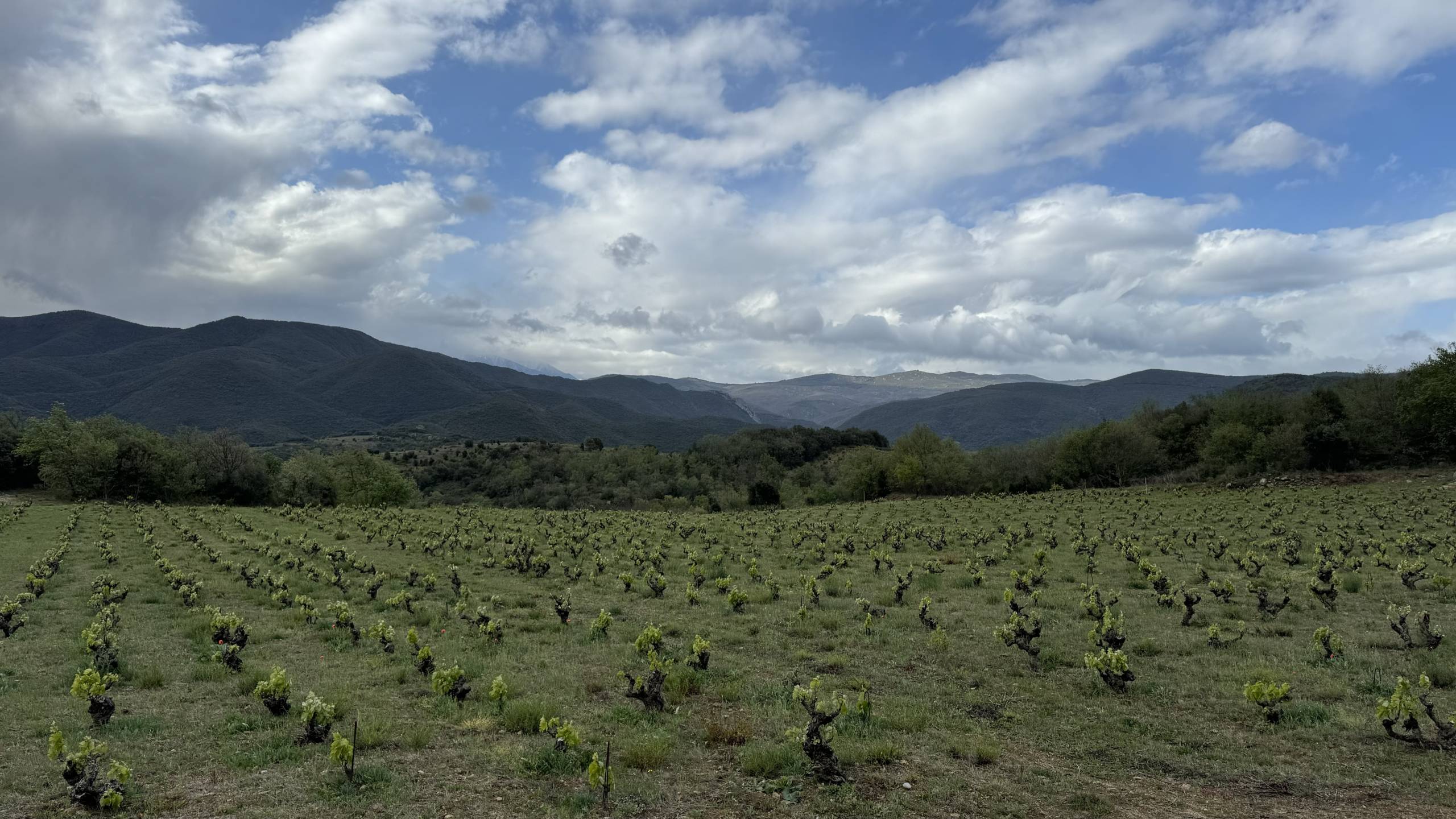 Natural wine from on high in the Pyrenees