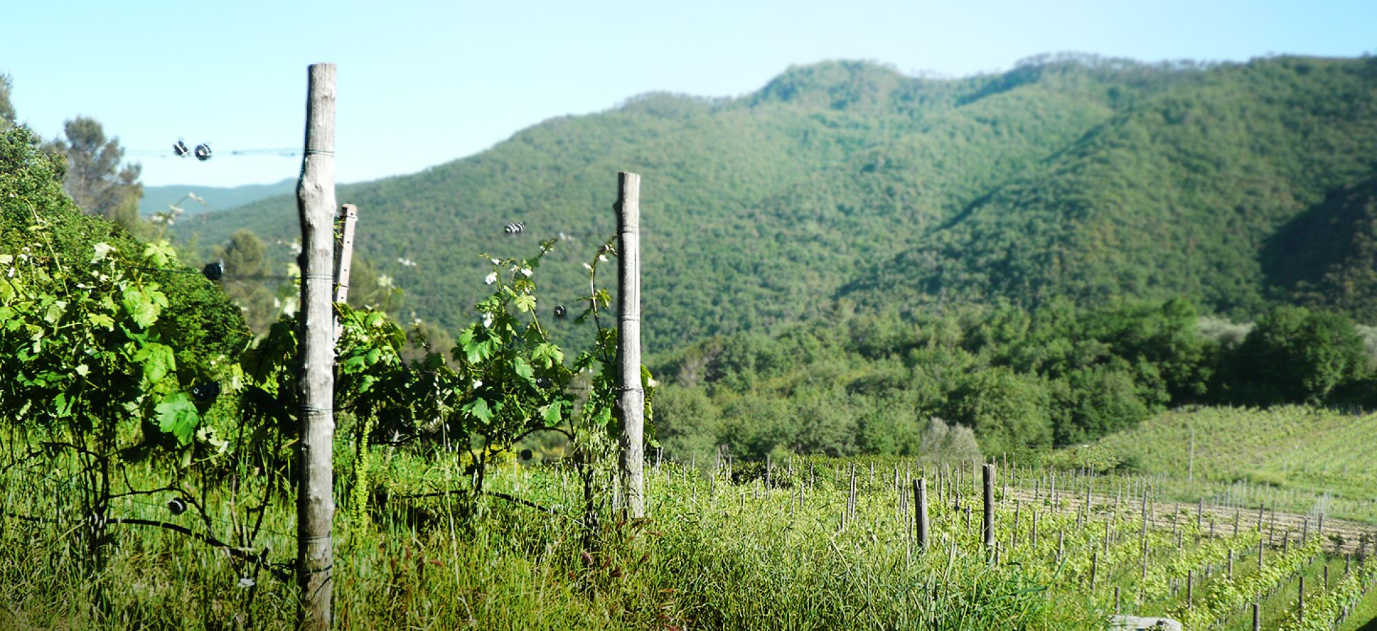 Ligurian White Lightning – Bruna's Stunning 2024 Pigato Has Arrived