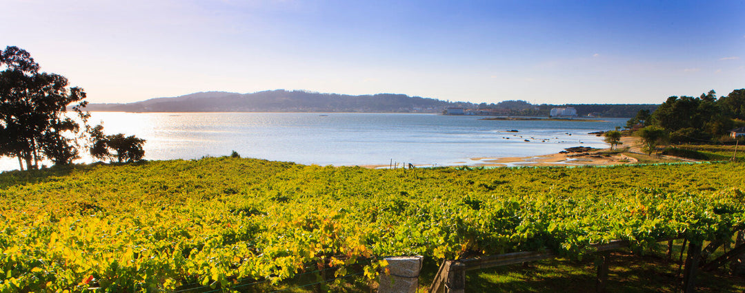 Spanish Stars at Unbeatable Prices – Albarino & Mencia Deal