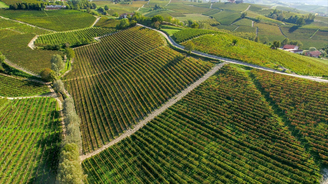 Vineyard Road Day 2: White Pinot Nero by Cavallotto