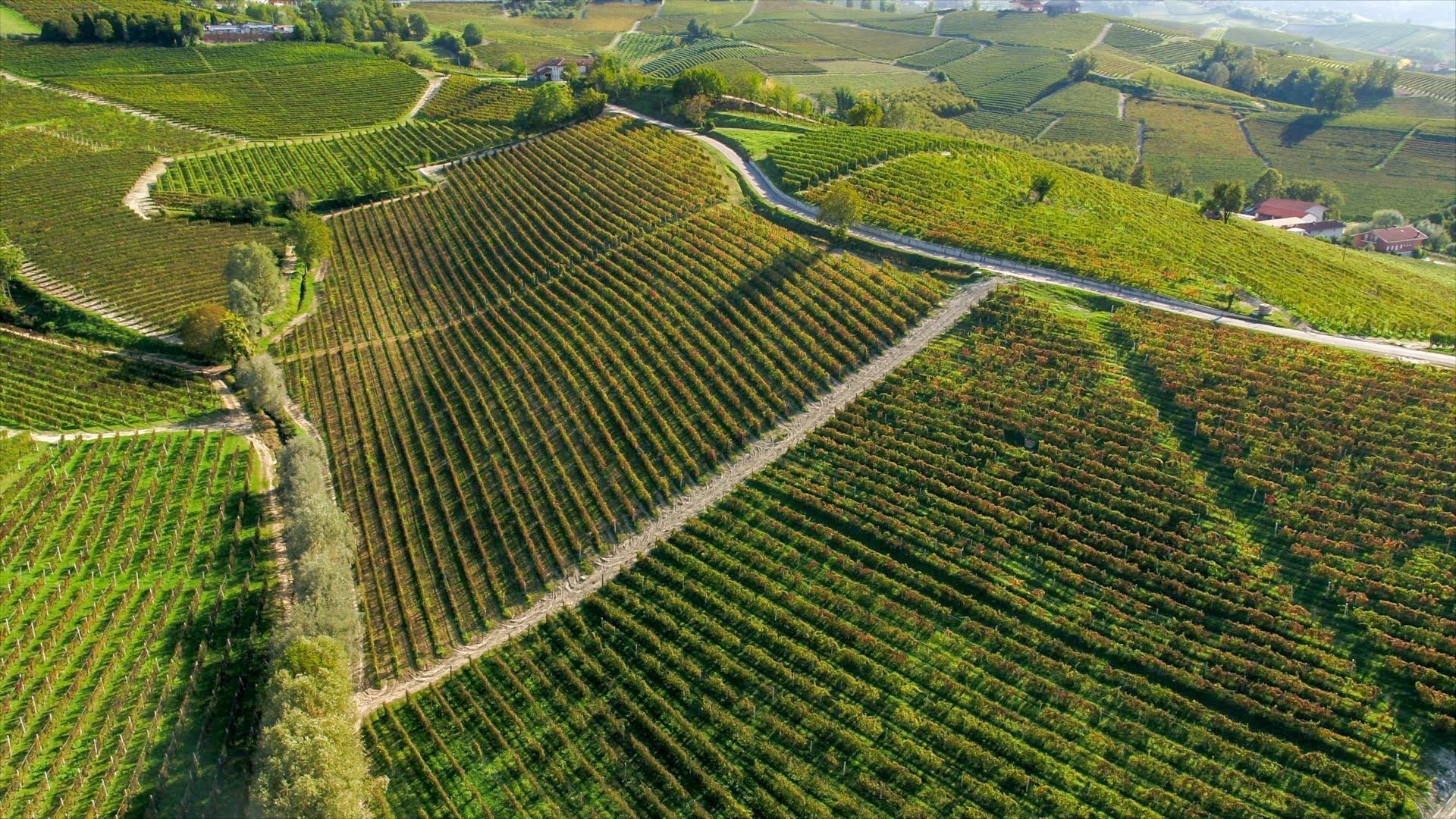Vineyard Road Day 2: White Pinot Nero by Cavallotto