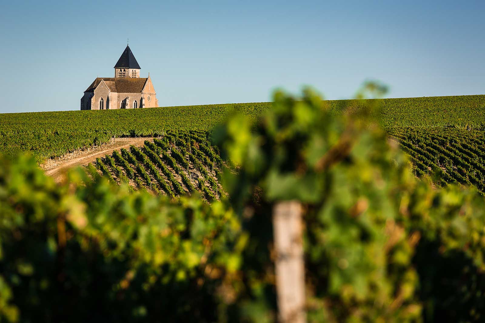 The Easy-Yes Chablis