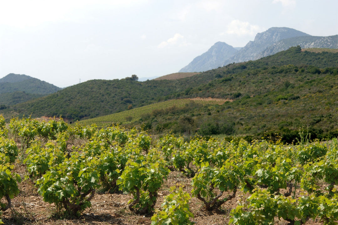 Black Friday is Back: 94 Points, Dave Phinney, Half Price