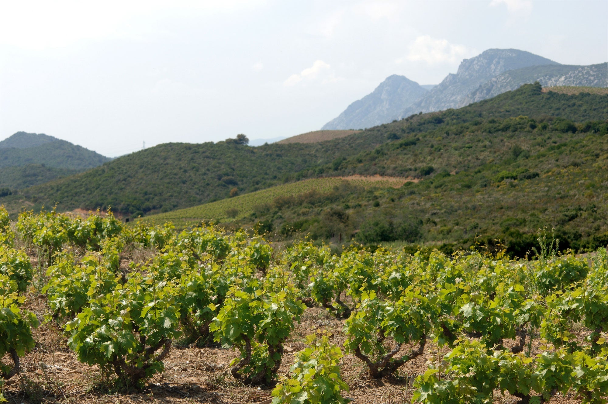 Black Friday is Back: 94 Points, Dave Phinney, Half Price