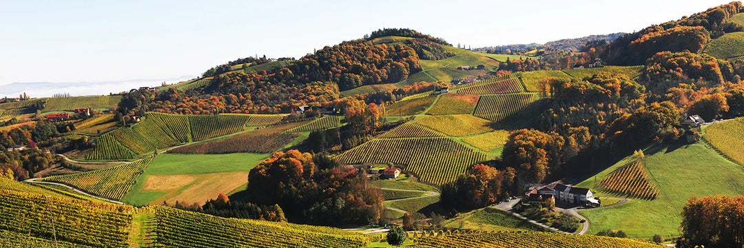Gordon’s Favorite European Value Sauvignon Blanc