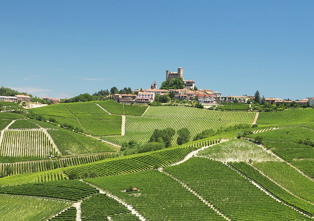 Massolino Barbera, Boisterous and Juicy