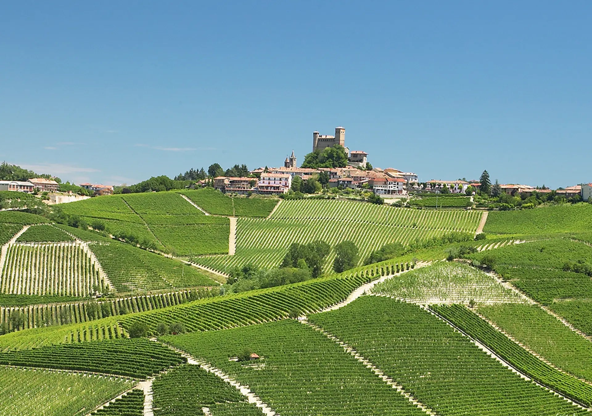 Massolino Barbera, Boisterous and Juicy