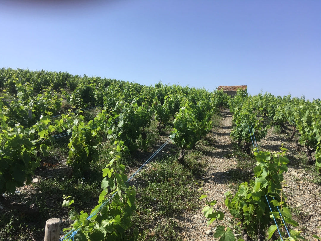 Morgon with Soul: Desvignes & the Dressner Legacy