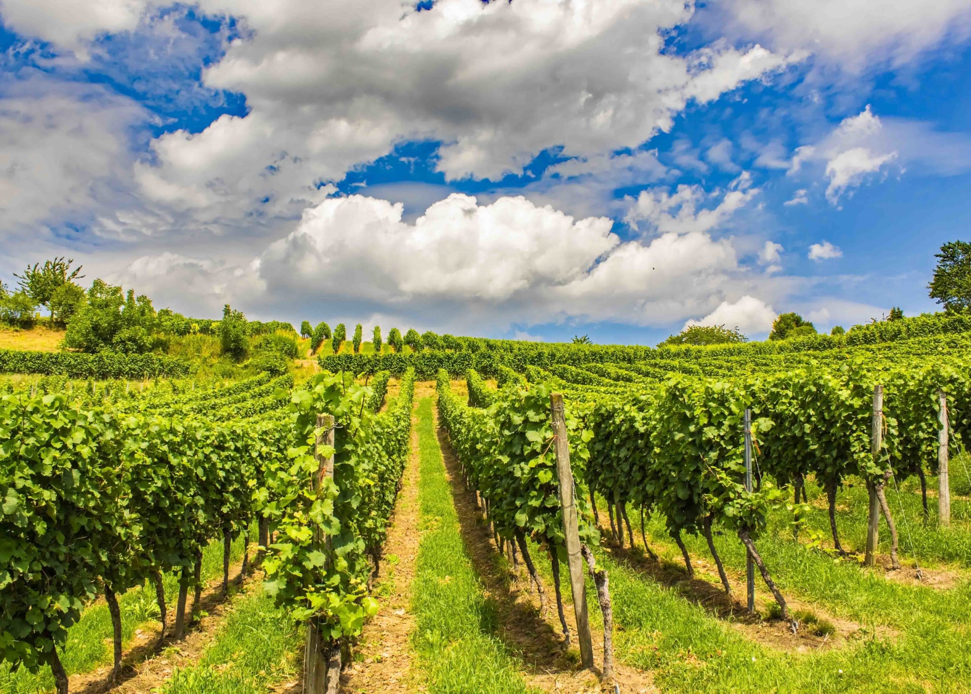 Handpicked Selections, Day 2: Sauvignon Blanc Without Grass Clippings
