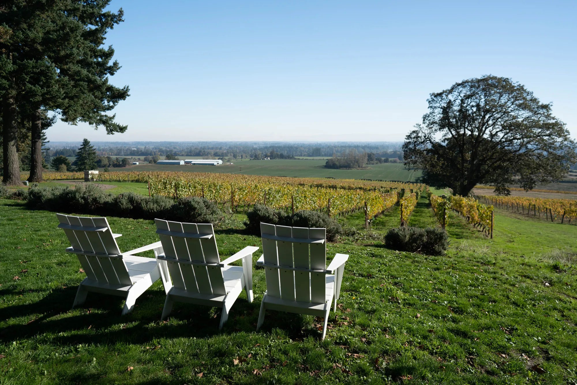 The Best Value in Oregon Pinot Noir is Back: Evesham Wood 2024
