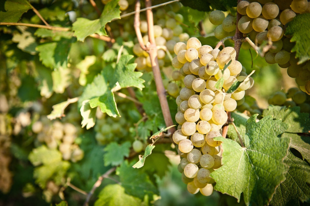 A Princess’s Favorite: Fratelli Alessandria Favorita