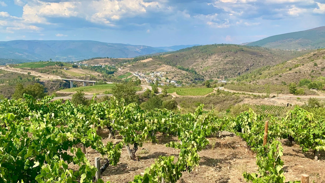 The Elegance of Pinot, the Soul of Galicia