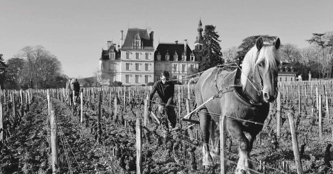 The Benchmark in Marsannay – Domaine Jean Fournier’s Brilliant 2023s