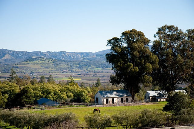 A Return to Traditional Napa Sauvignon Blanc