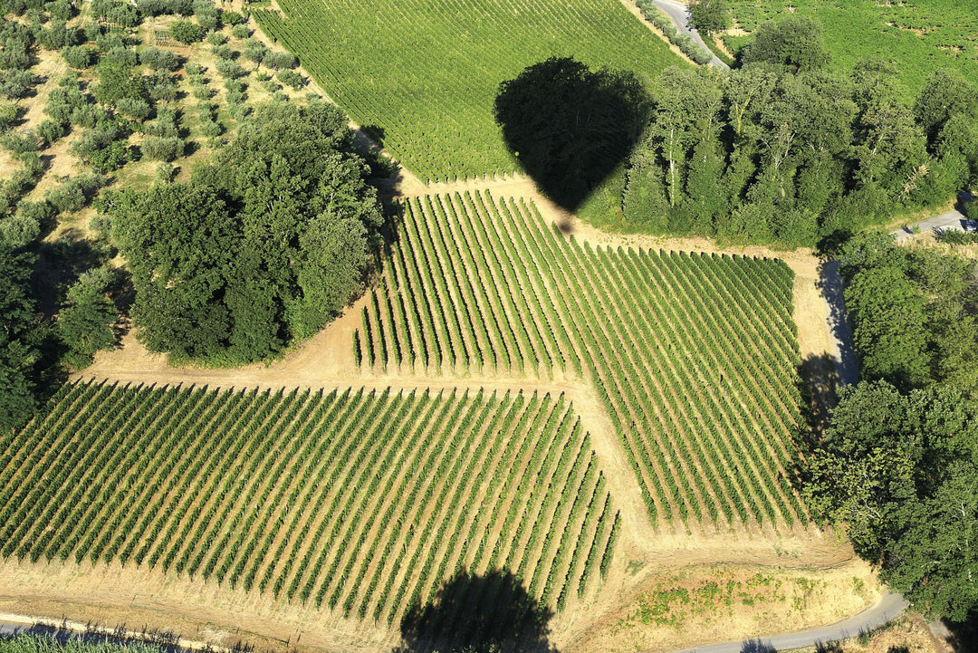 This Is What Montepulciano Should Taste Like