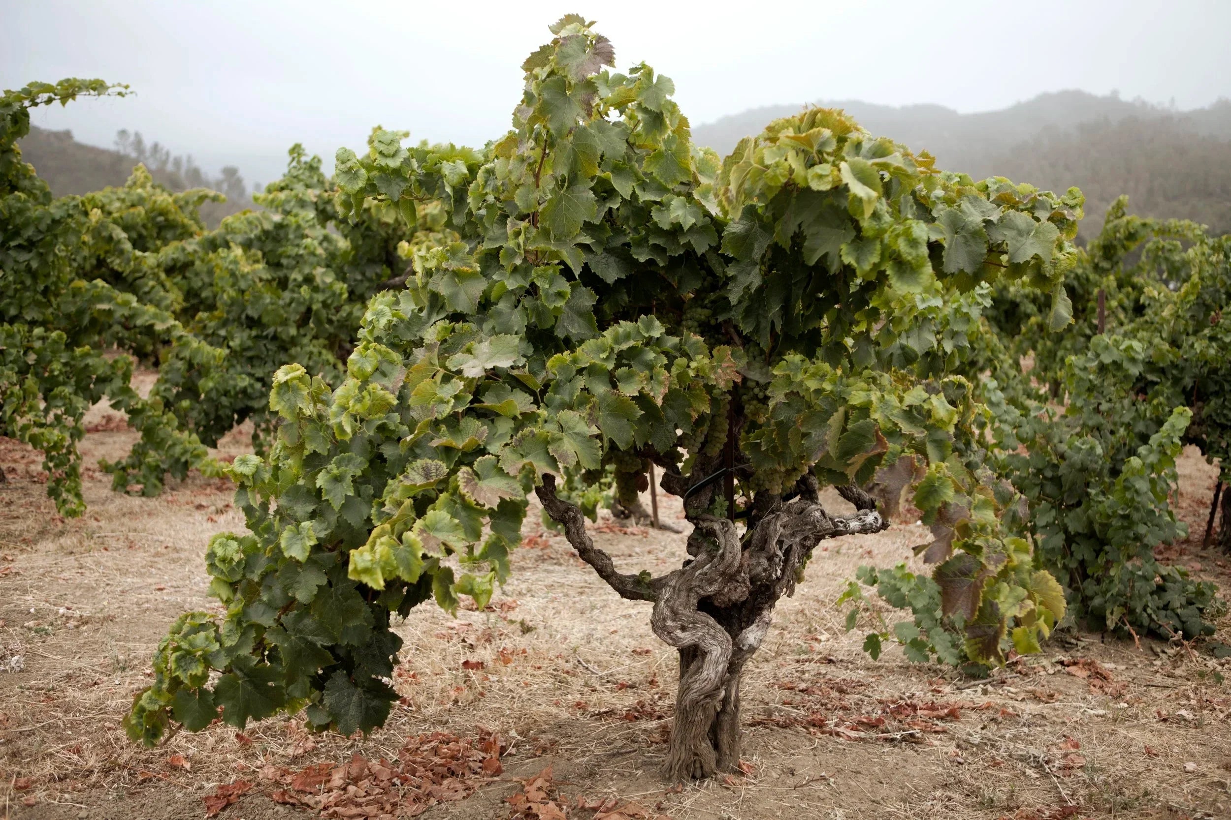 2024 Massican Pinot Grigio, cool and zippy