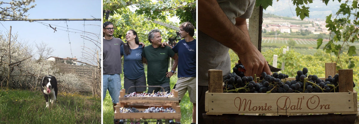 She Didn’t Know the Score. Teresa Picked the 94-Point Biodynamic Valpolicella Anyway.