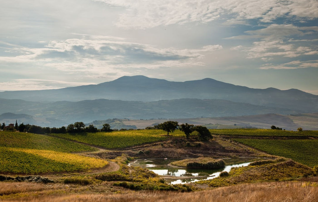Ross di Montalcino with Wild Roots