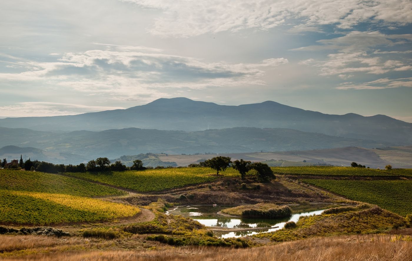 Ross di Montalcino with Wild Roots