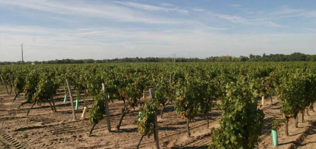 Louis/Dressner Day 1: Chinon Rosé by Olga Raffault
