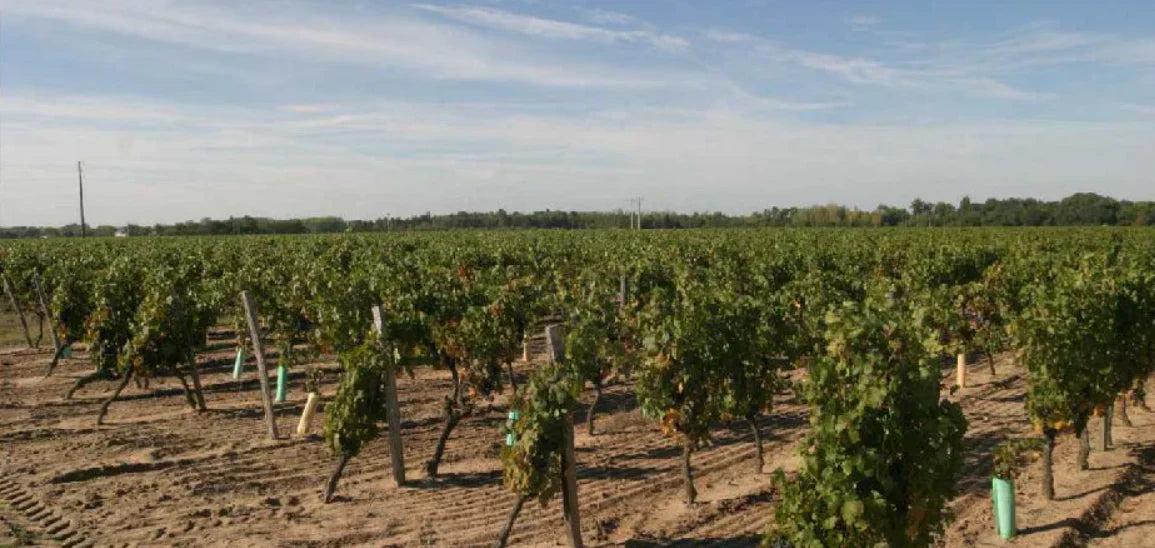 Louis/Dressner Day 1: Chinon Rosé by Olga Raffault