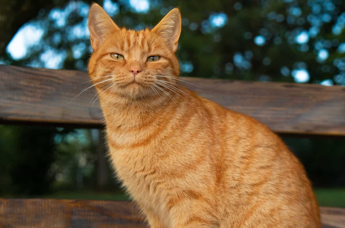 92pts & an orange cat named fig: The Story Behind Haden Fig Pinot Noir