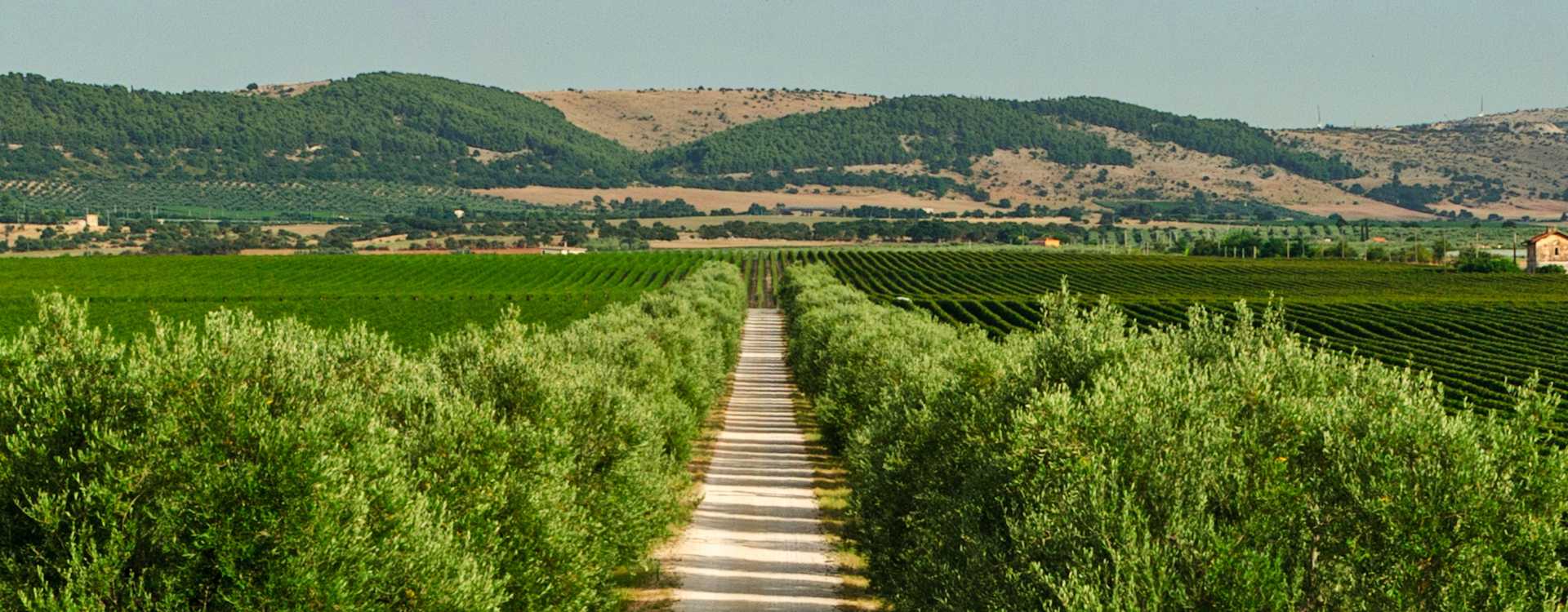 The King of Salento: Perrini Negroamaro at under $13