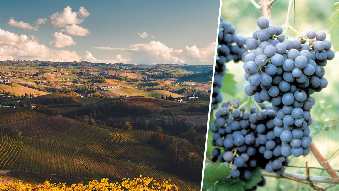 Rare Grape. Historic Estate. Pure Piedmont.