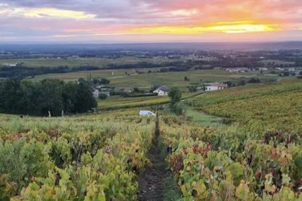 Pure Gamay. Thanksgiving is coming.